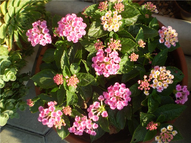 lantana